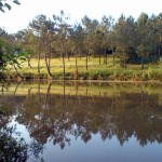 Trees by a lake deeper 400pix.jpg